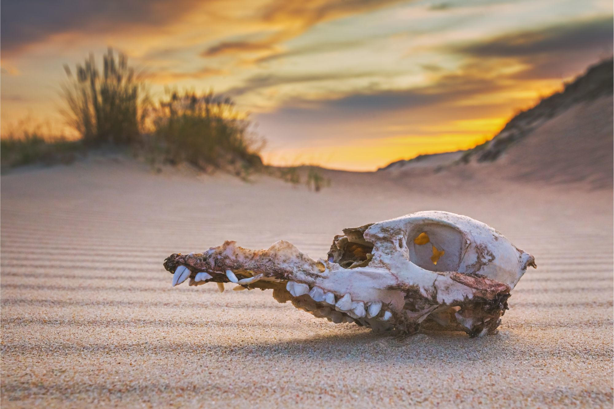 Scientists Discover Nature Has Far Fewer Backup Plans Than We Thought