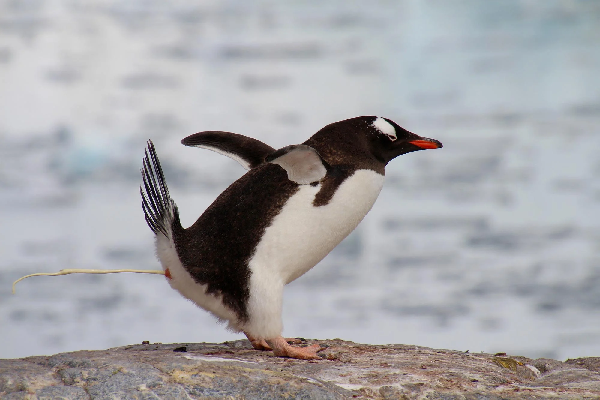 Penguin Poop Is Turning Antarctica Green, and Scientists Are Concerned