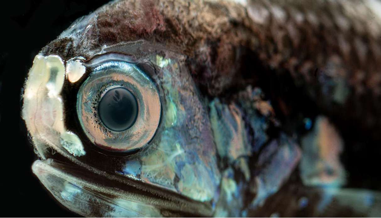 The 2010 Deepwater Horizon oil spill devastated deep-sea life—and it hasn’t recovered