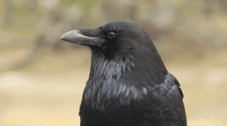 Crows may make lightning-fast decisions, sometimes twice as fast as humans, study hints
