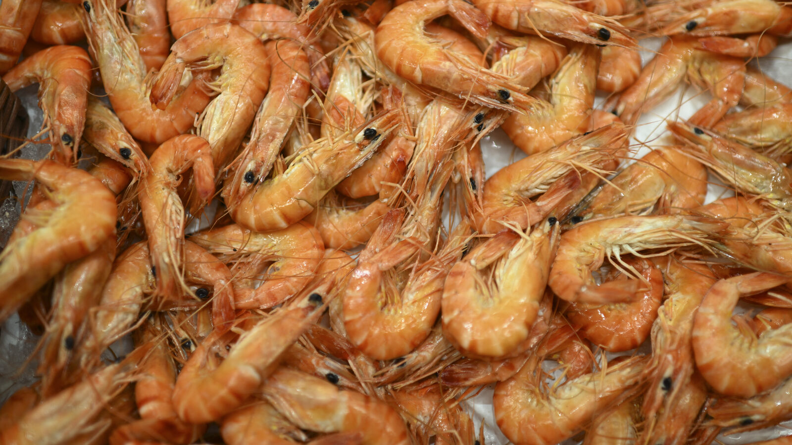 Des yeux arrachés à vif sans anesthésie : le calvaire des crevettes d’élevage de la grande distribution dénoncé par une ONG