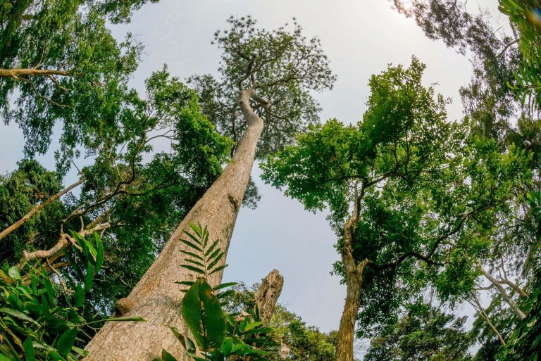 COP17: Tracking progress towards the UN’s 2030 nature targets