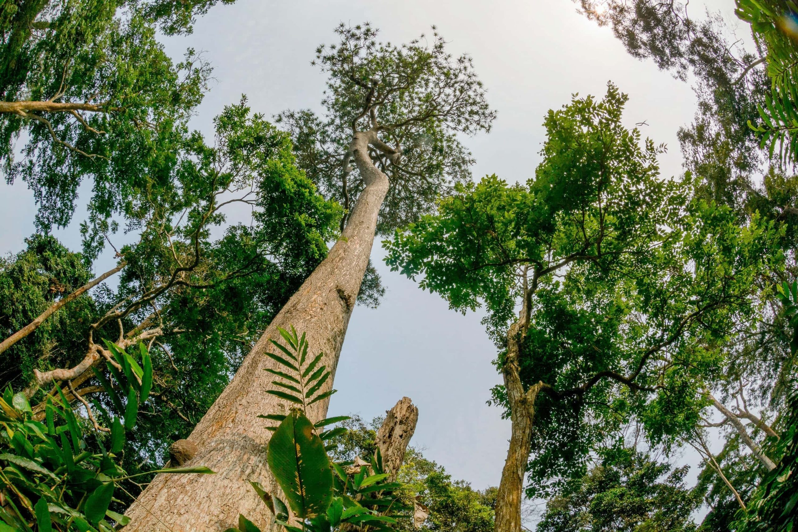 COP17: Tracking progress towards the UN’s 2030 nature targets