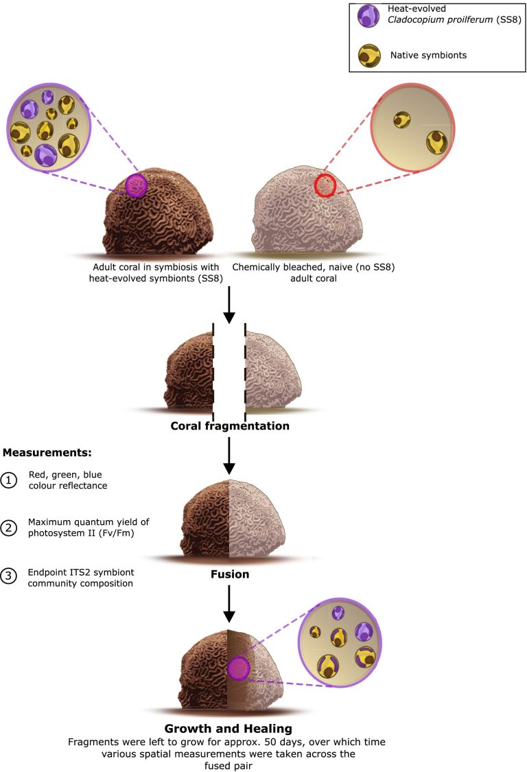 Stronger Together: Isograft Fusion Accelerates Recovery and May Facilitate Heat-Evolved Symbiont Transmission in Bleached Adult Corals
