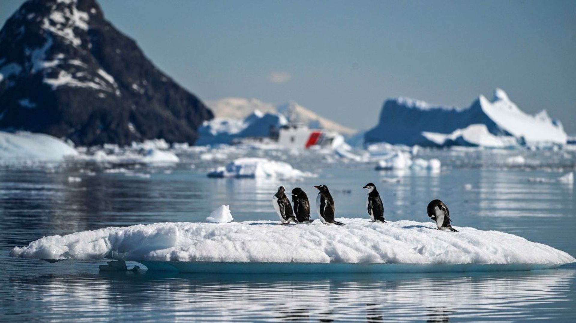 Vu d’Europe : le changement climatique décime la plus grande colonie de manchots du monde, en Antarctique – RTBF Actus