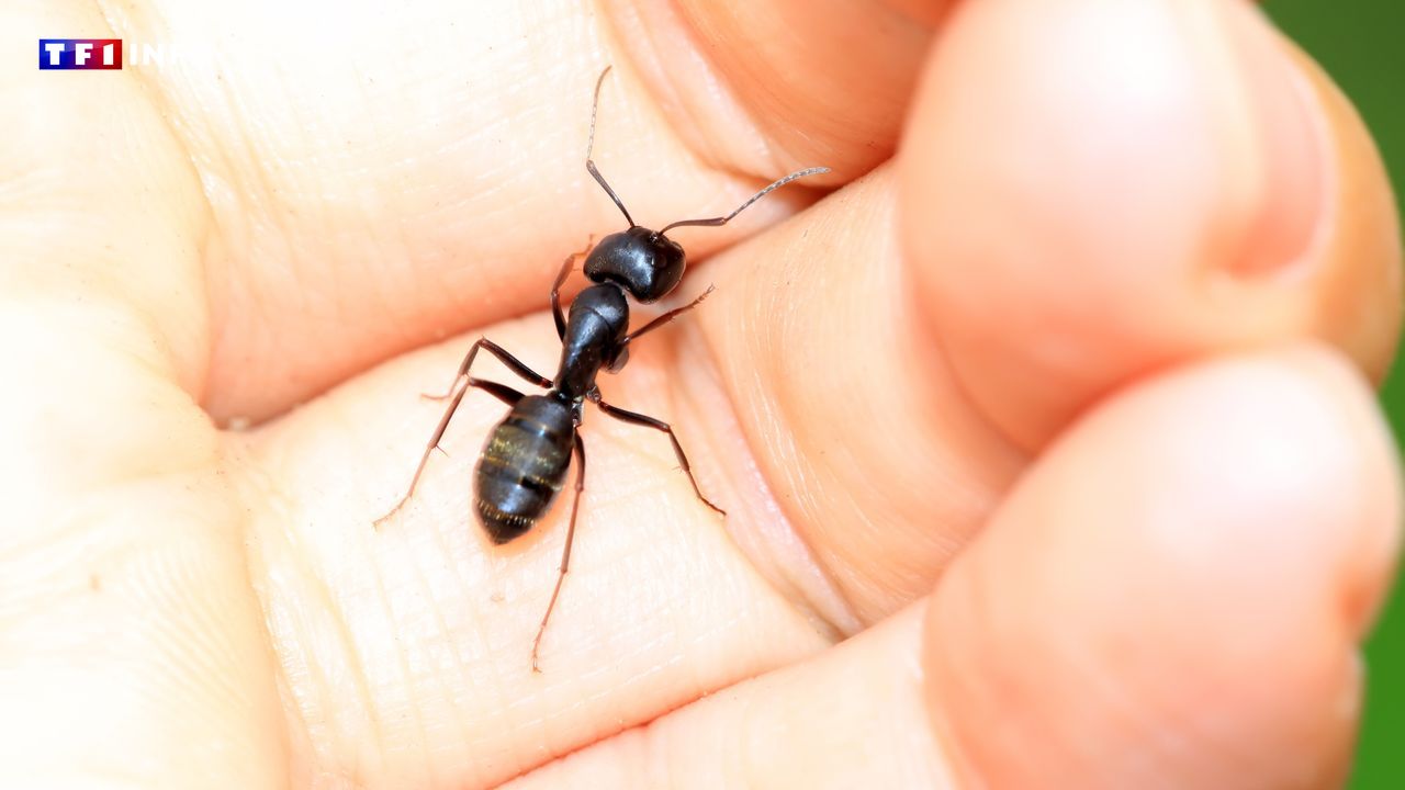 « Ma plus chère coûte 899 euros » : le trafic de fourmis, un commerce illicite en plein essor | TF1 Info