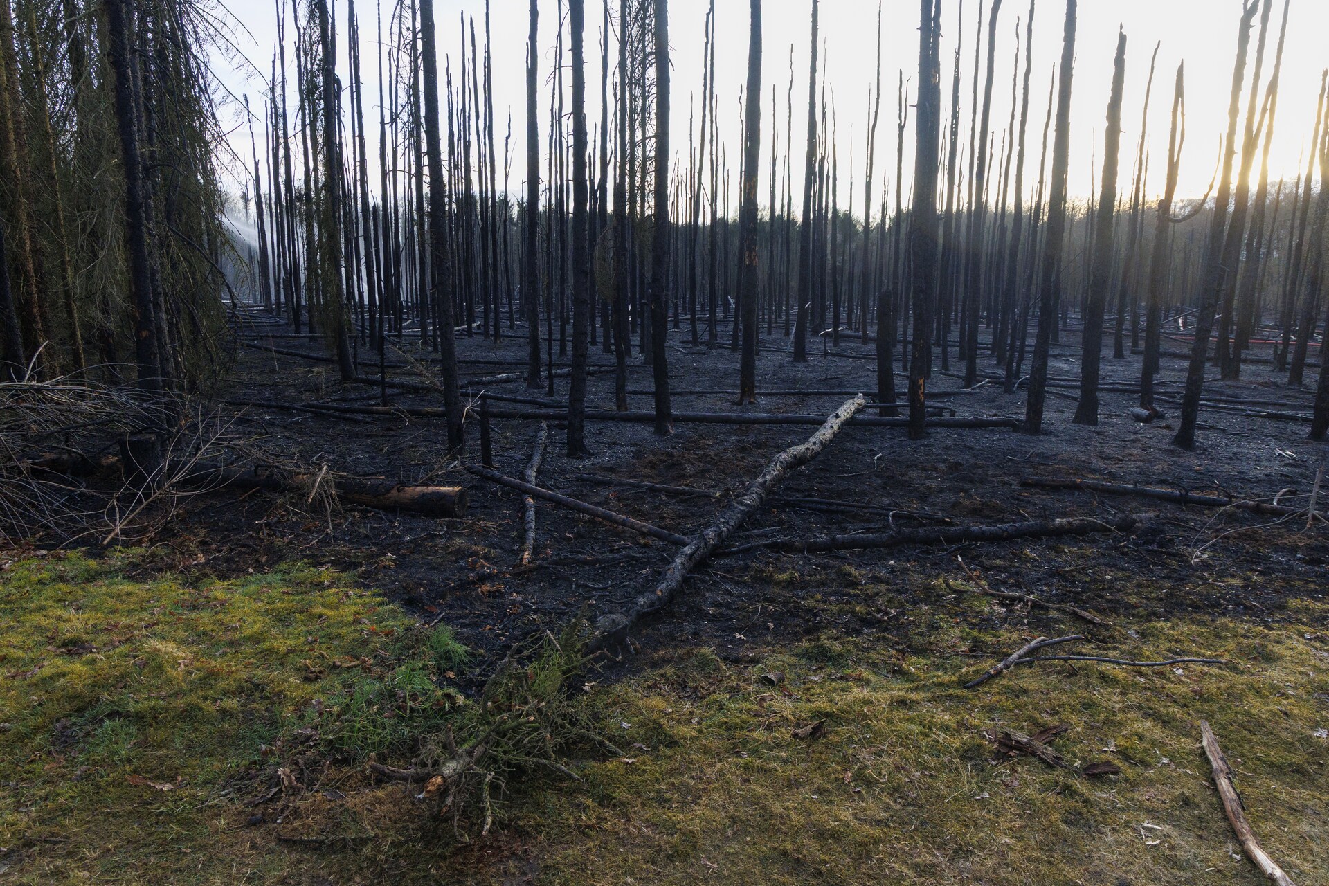Moins de prairies, des zones humides dégradées…: la Flandre a perdu 90% de sa capacité naturelle de stockage du carbone